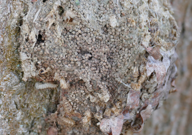 Die Natur schlägt zurück