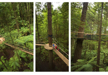 Kategorie Best Project: Treewalk in Rotorua/Neuseeland