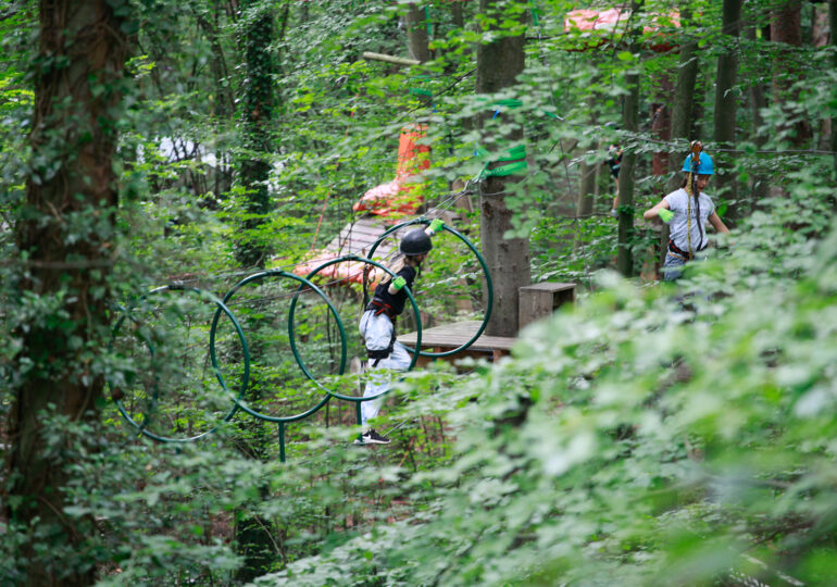 Klimakrise im Wald