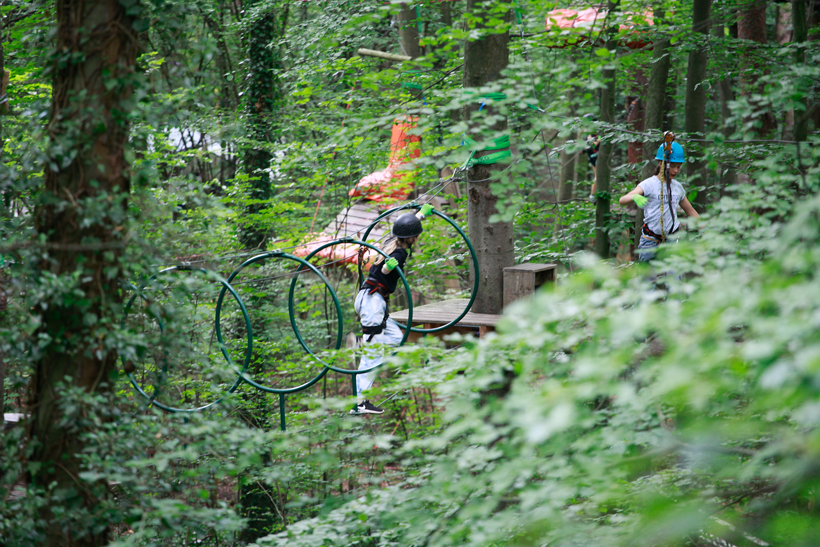 Klimakrise im Wald