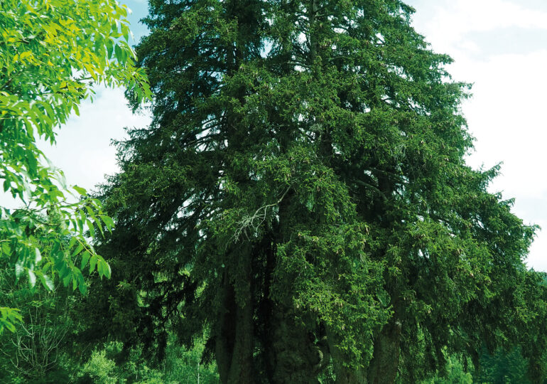 Klimakrise im Kletterwald