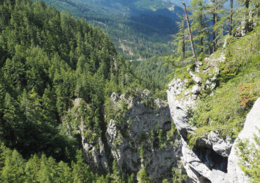 Klimaschutz: Wälder speichern zu wenig Kohlenstoff