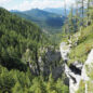 Klimaschutz: Wälder speichern zu wenig Kohlenstoff